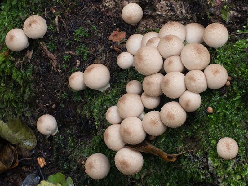 Lycoperdon pyriforme